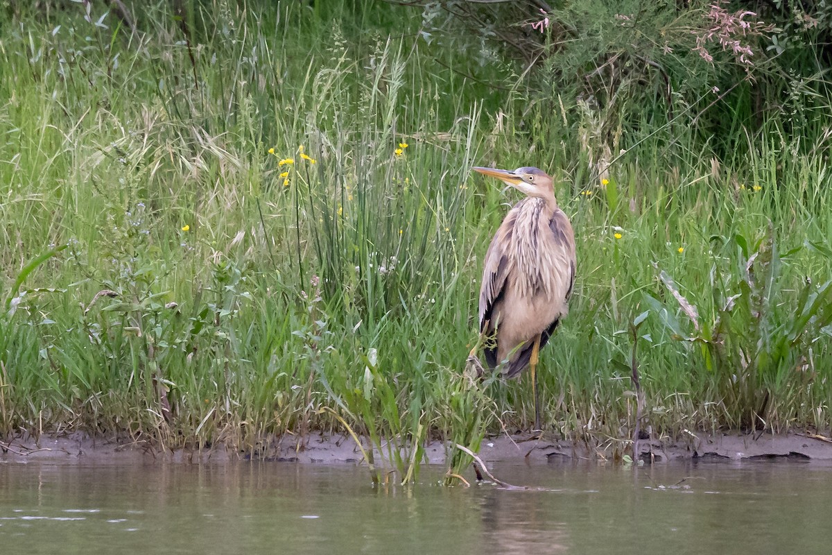 Purple Heron - Nikos Mavris