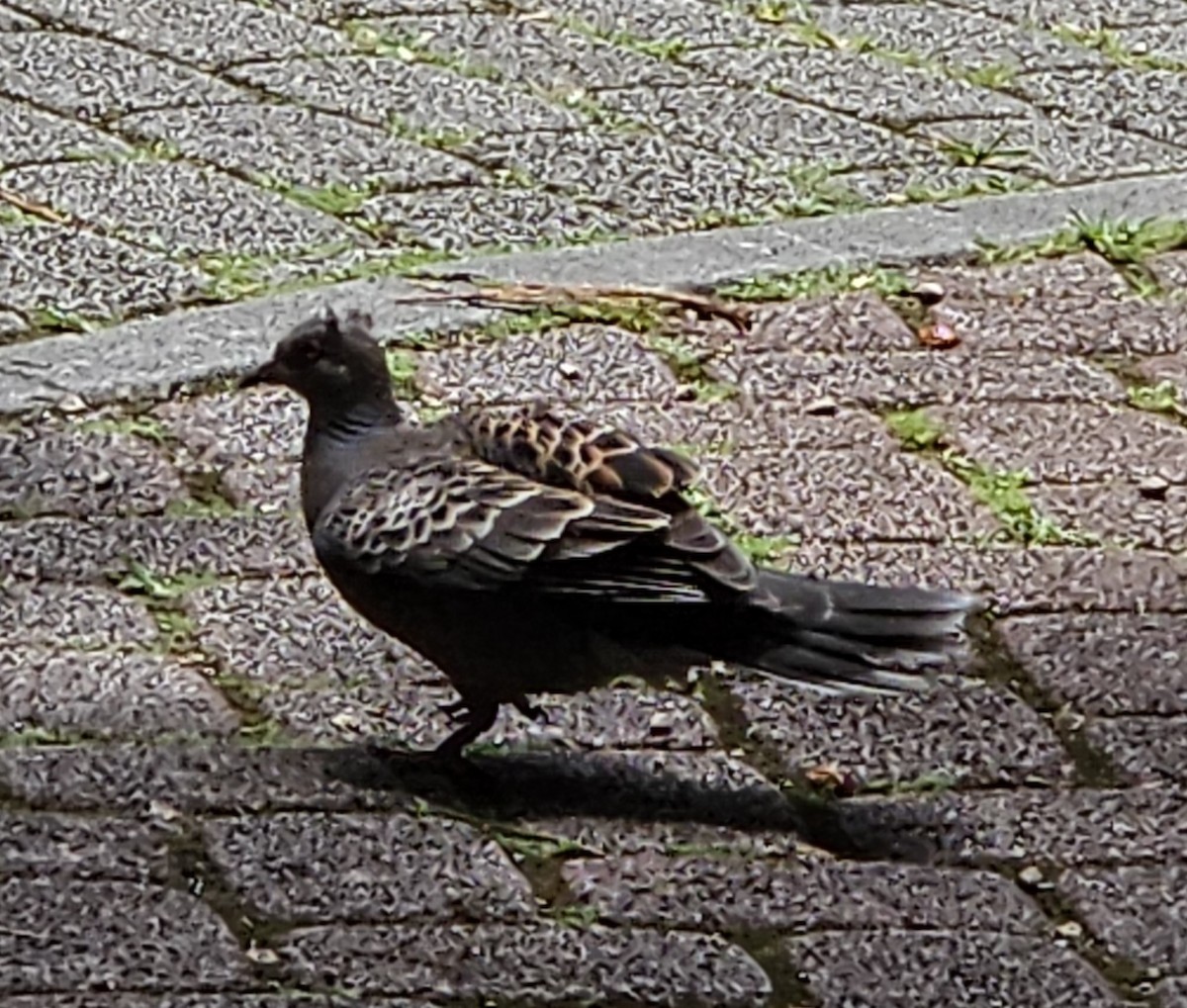 Oriental Turtle-Dove - Chengheng Hu