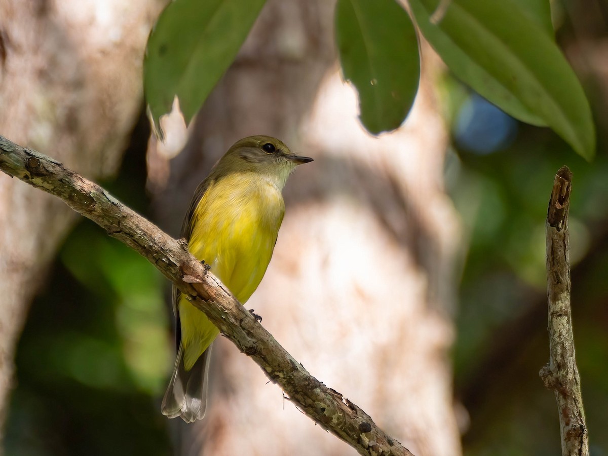 Lemon-bellied Flyrobin - Jan Lile