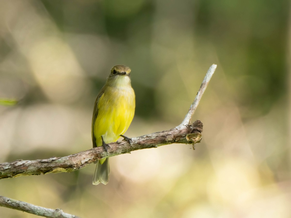 Lemon-bellied Flyrobin - Jan Lile