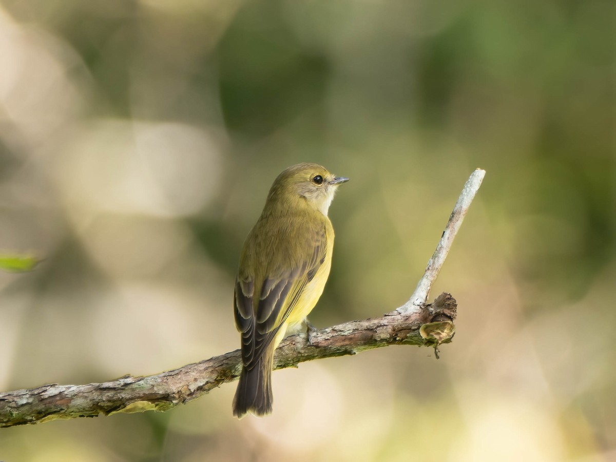 Lemon-bellied Flyrobin - Jan Lile