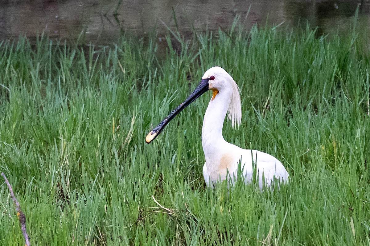 Eurasian Spoonbill - Nikos Mavris