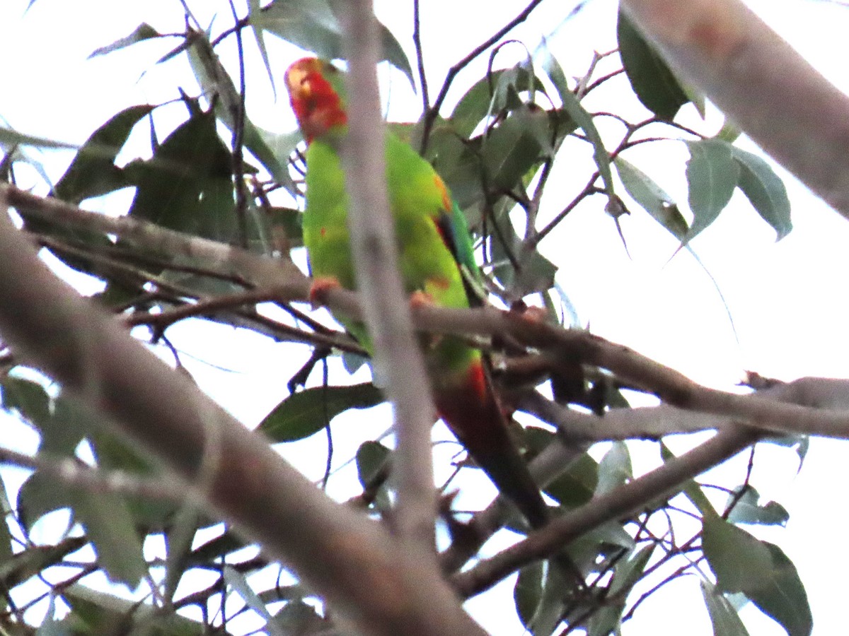 Swift Parrot - Rachel Ivory