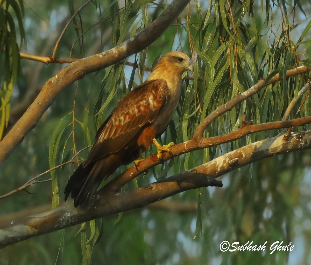 Brahminy Kite - ML619273384