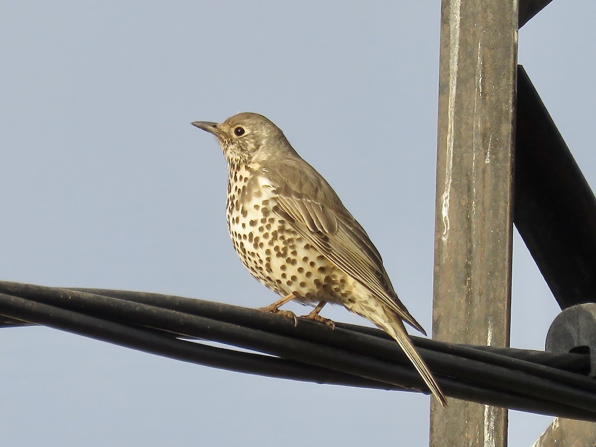 Mistle Thrush - Simon Pearce