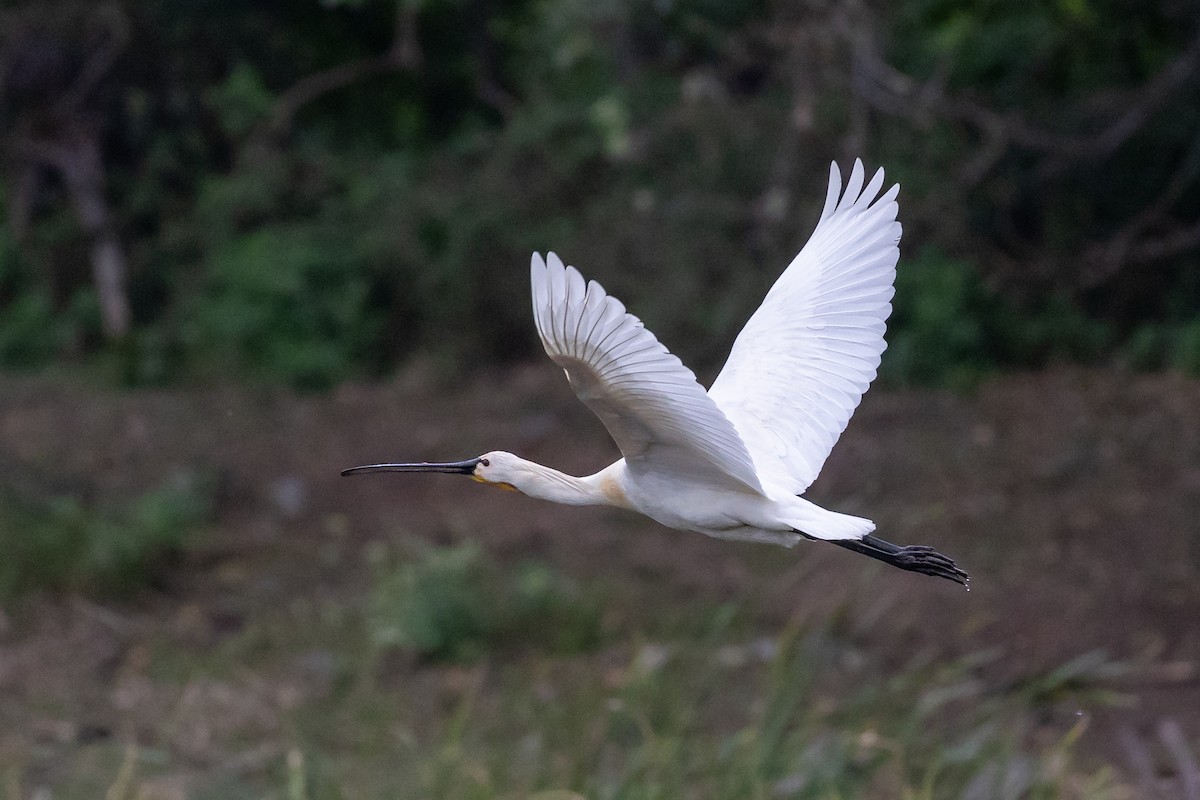 Eurasian Spoonbill - ML619273396