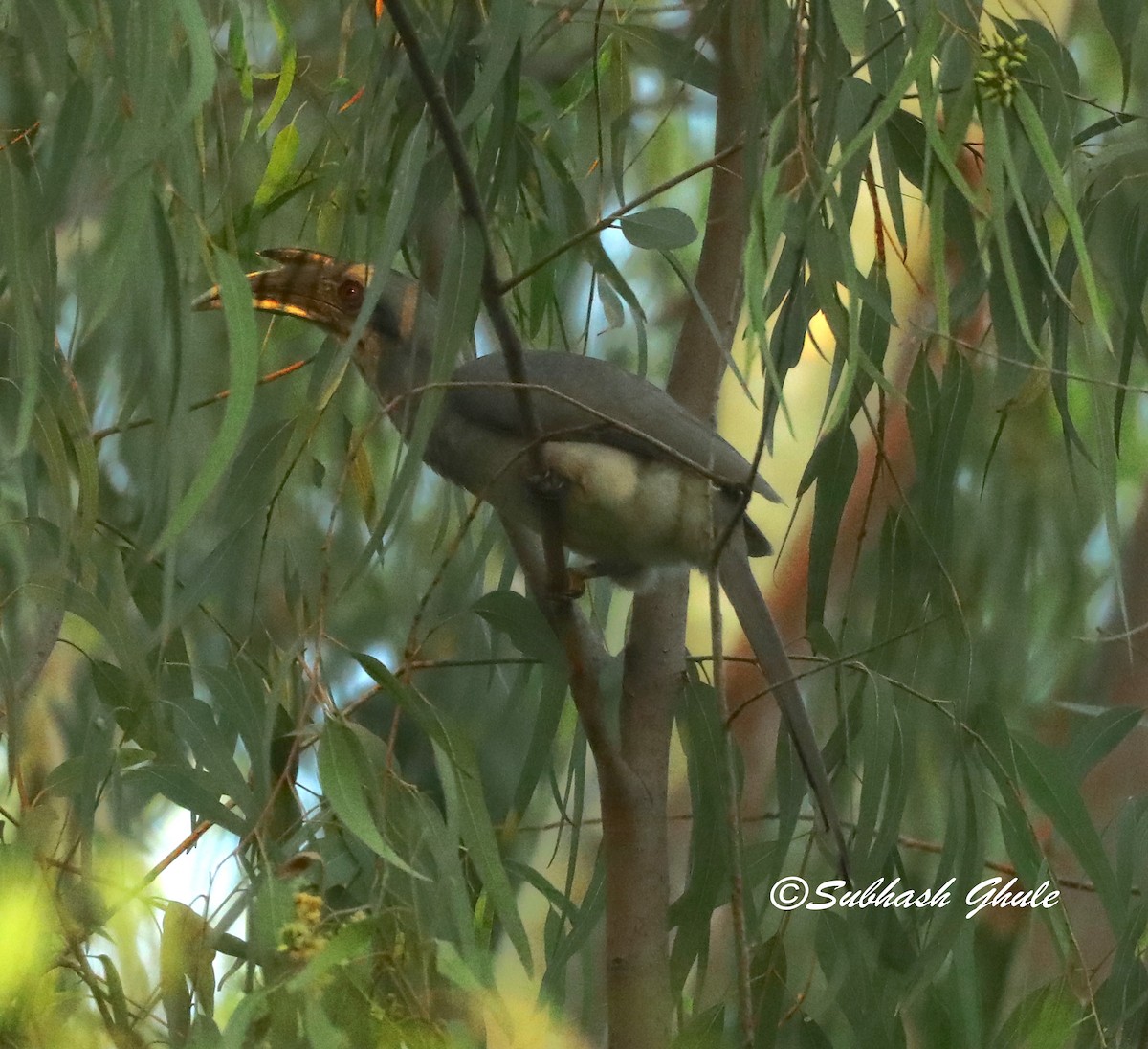 Indian Gray Hornbill - SUBHASH GHULE