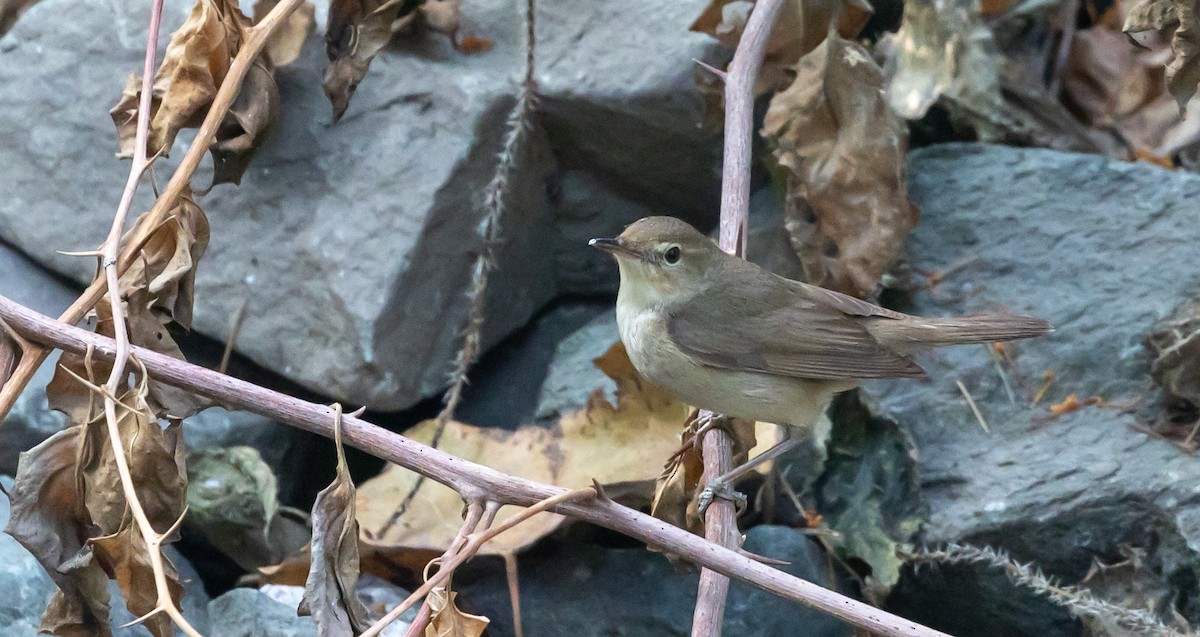 Blyth's Reed Warbler - ML619273425