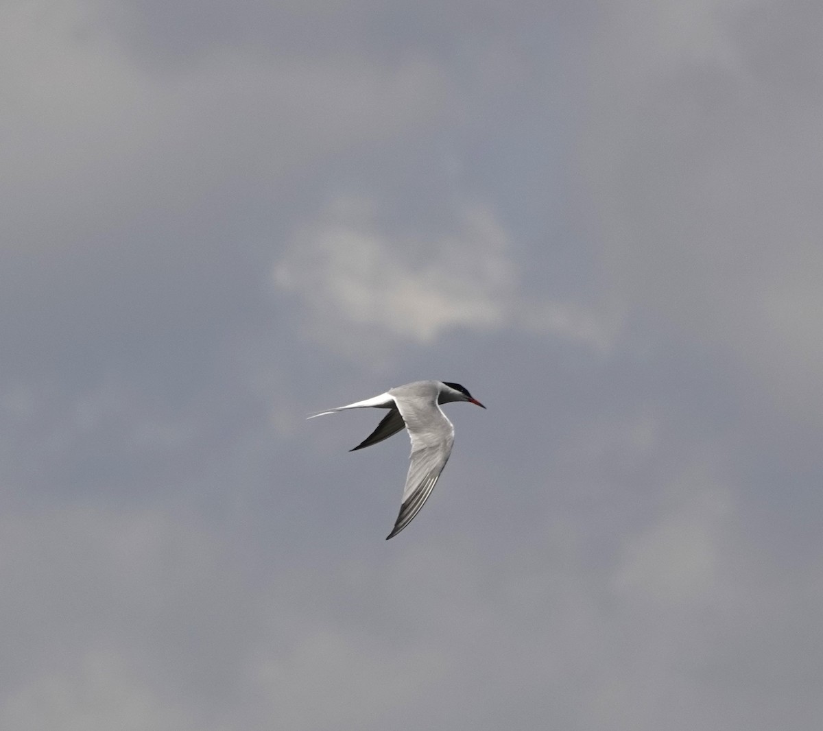 Common Tern - ML619273431