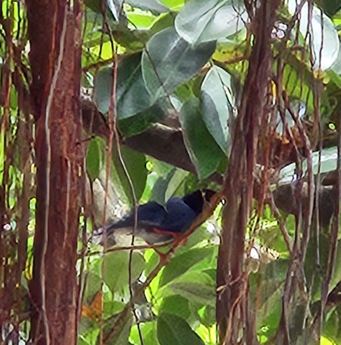 Taiwan Blue-Magpie - Chengheng Hu