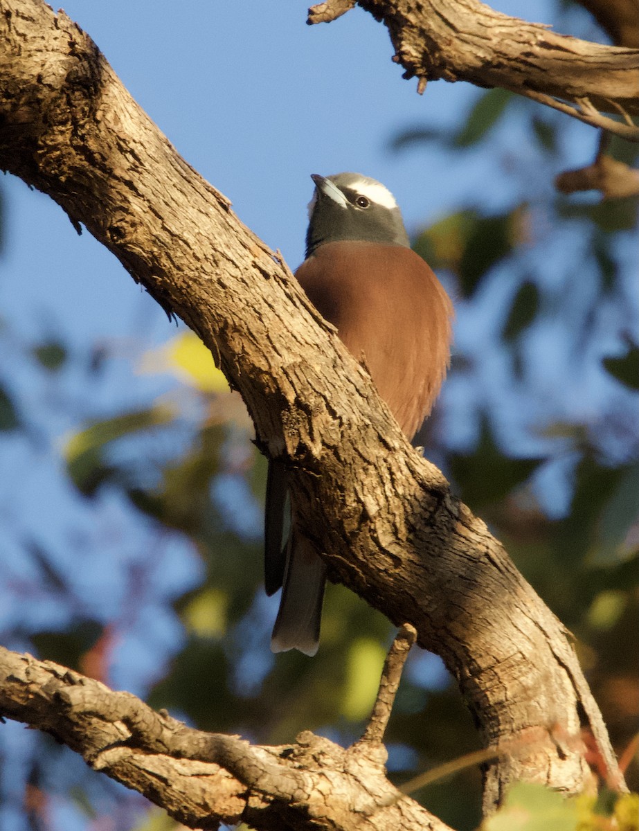 White-browed Woodswallow - Yvonne van Netten