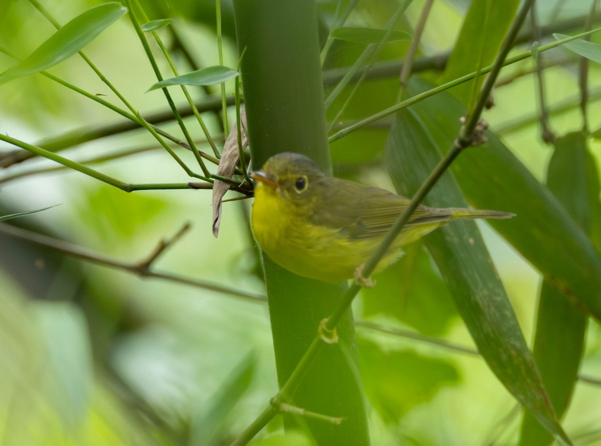 Alström's Warbler - Garret Skead