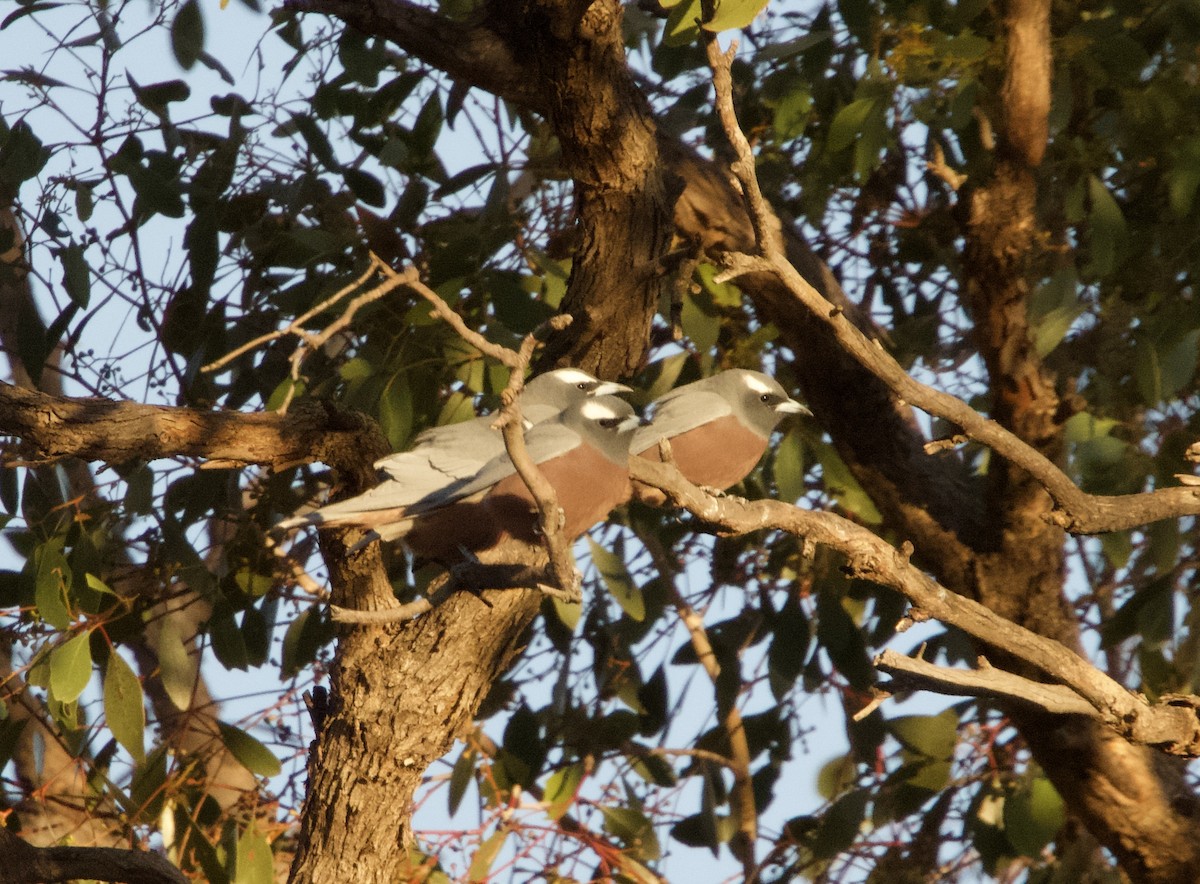 White-browed Woodswallow - Yvonne van Netten