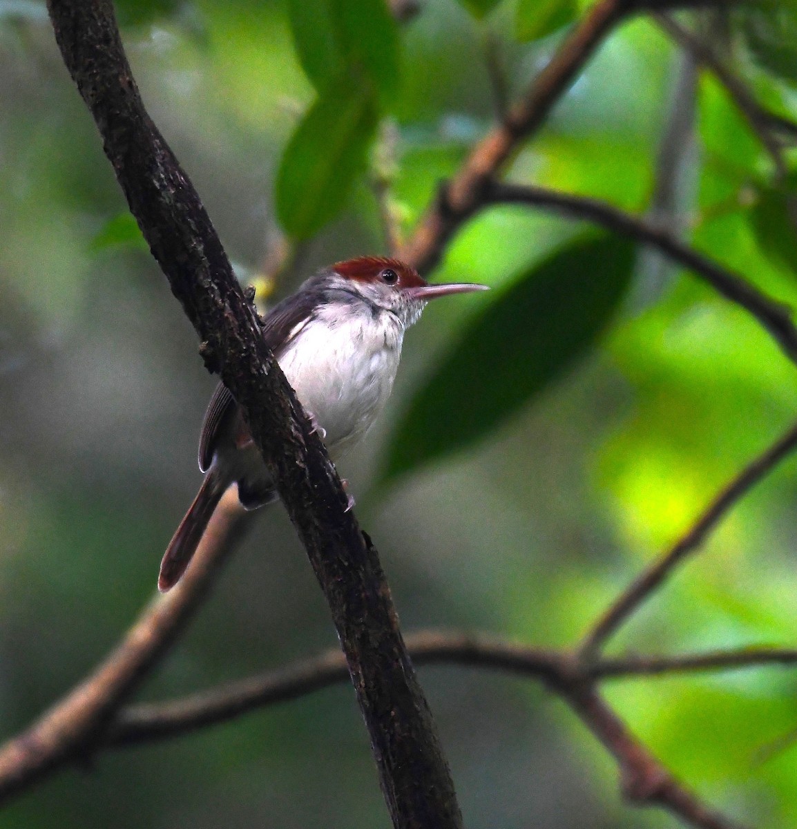 Rufous-tailed Tailorbird - Rogier Niessen