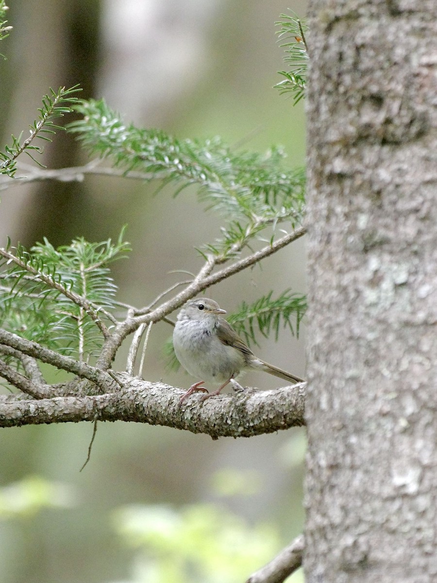 Japanese Bush Warbler - ML619273458