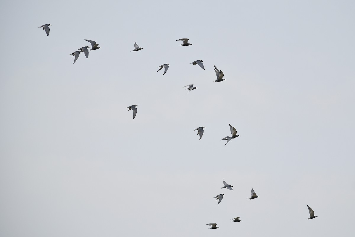 Black-bellied Tern - Vizz Vishwanath