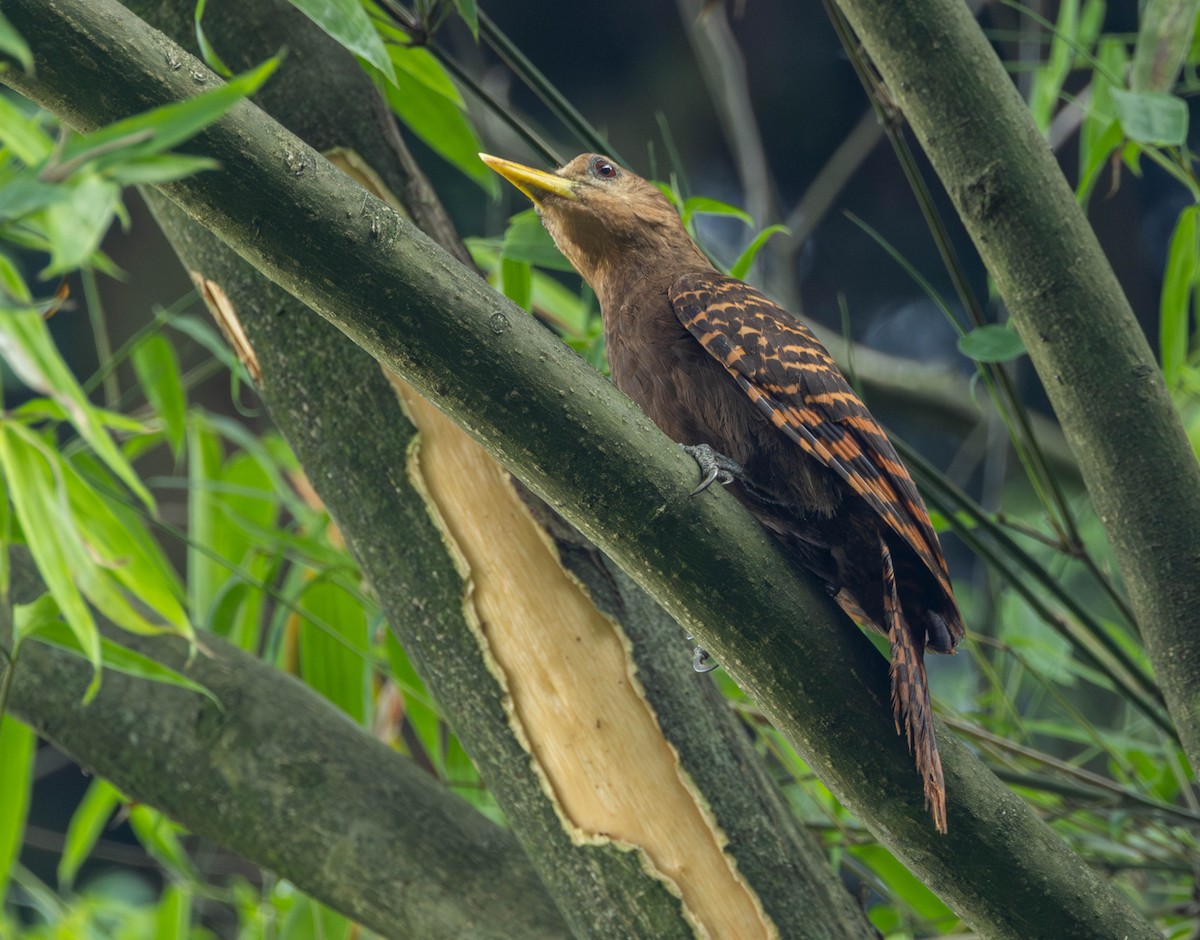 Bay Woodpecker - Garret Skead