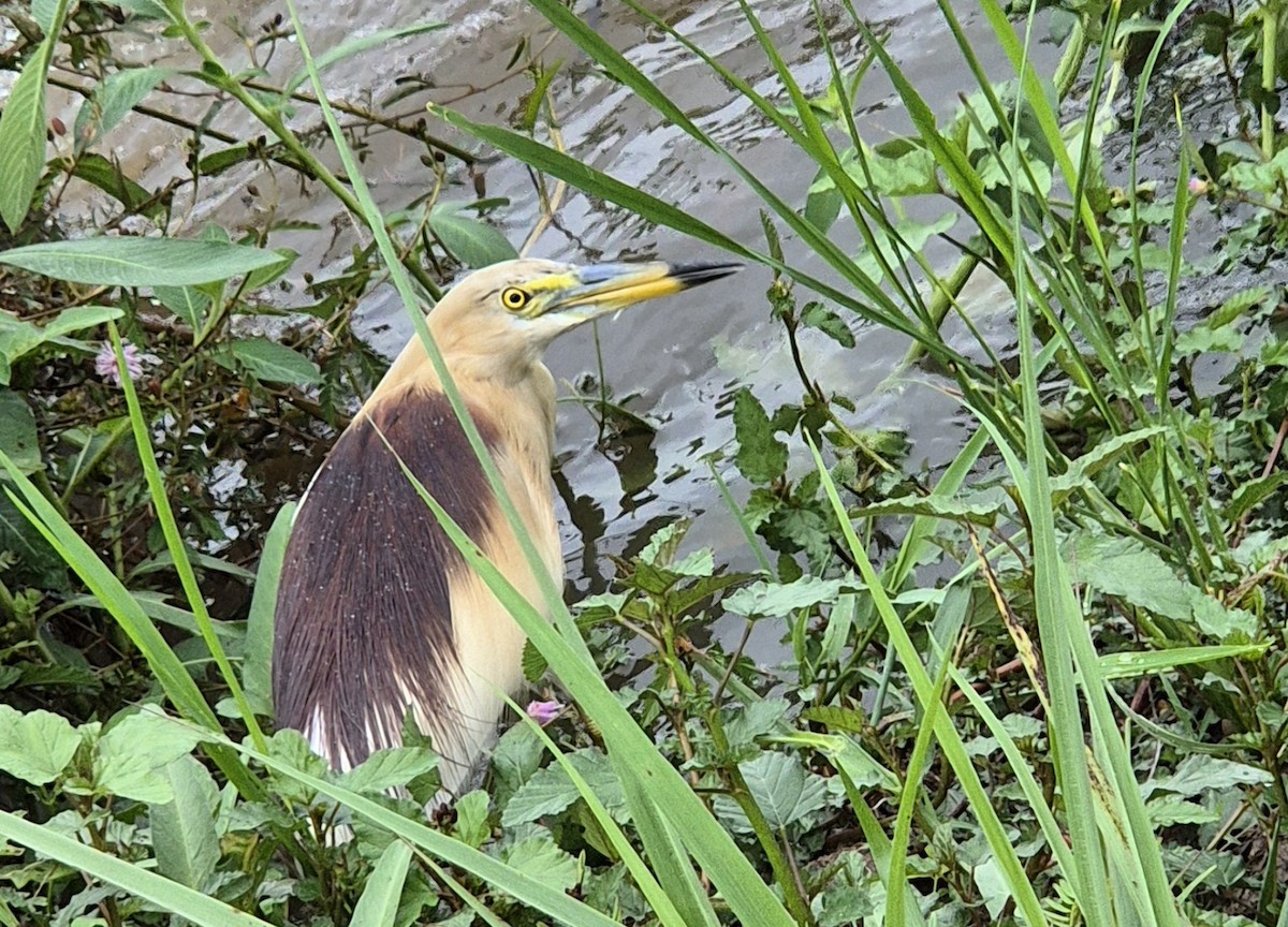 Indian Pond-Heron - Sindoopa Seneviratne