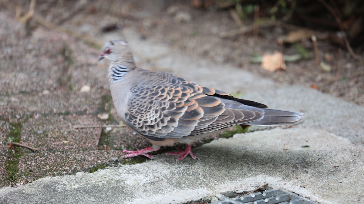 Oriental Turtle-Dove - Chengheng Hu