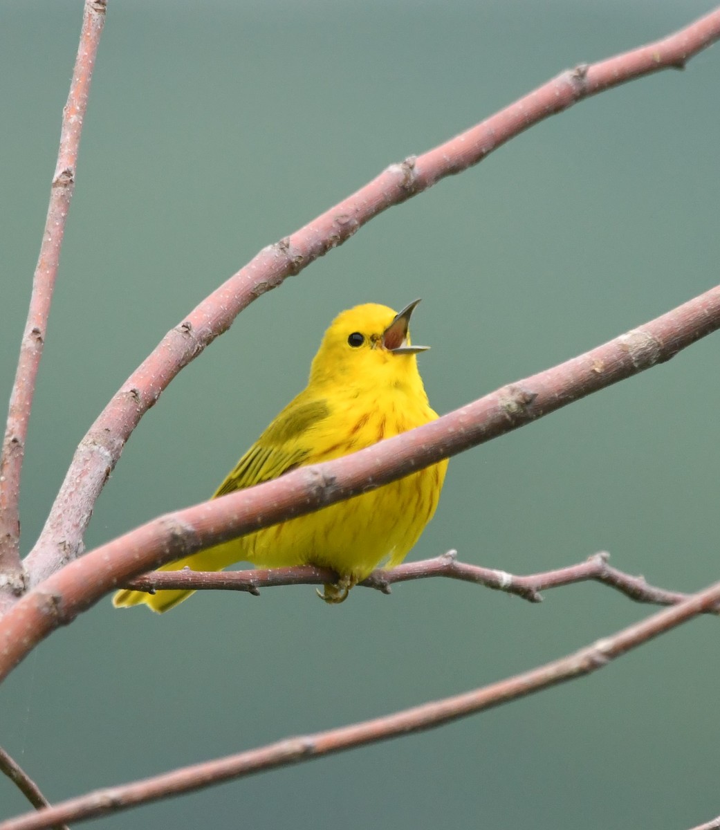 Yellow Warbler - David Hultgren