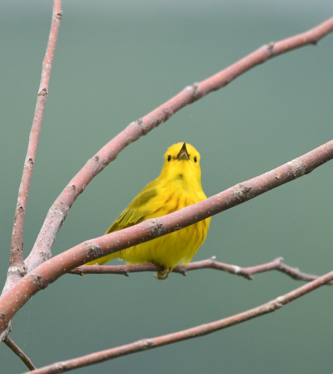 Yellow Warbler - David Hultgren