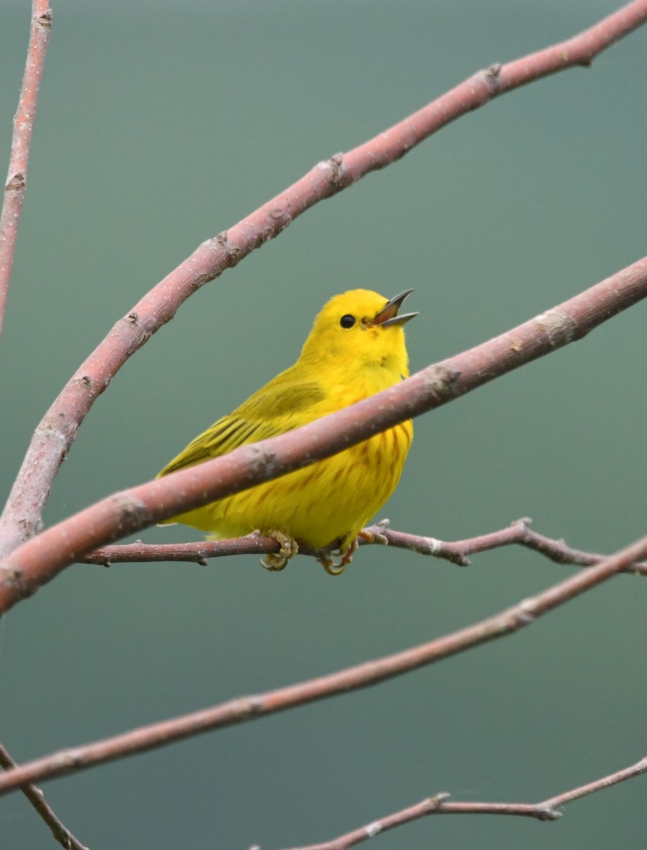 Yellow Warbler - David Hultgren