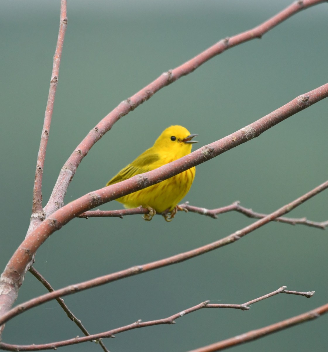 Yellow Warbler - David Hultgren