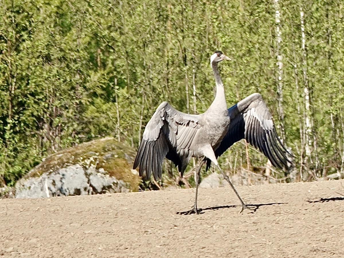 Common Crane - Andy Ryde