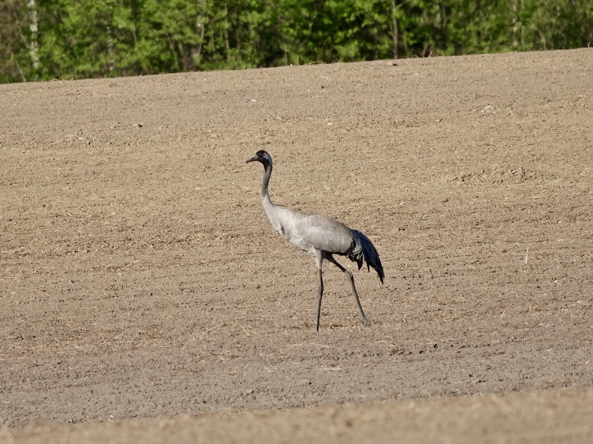 Common Crane - Andy Ryde