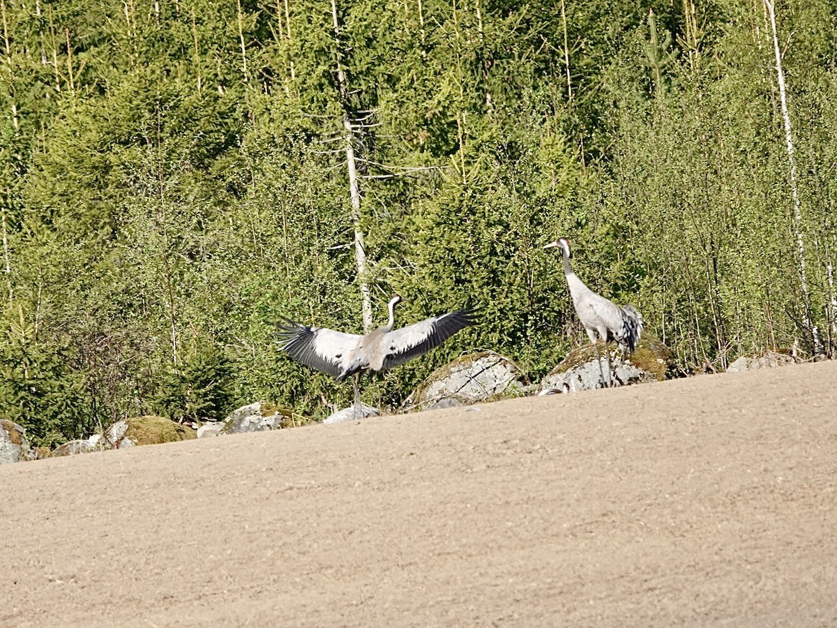 Common Crane - Andy Ryde