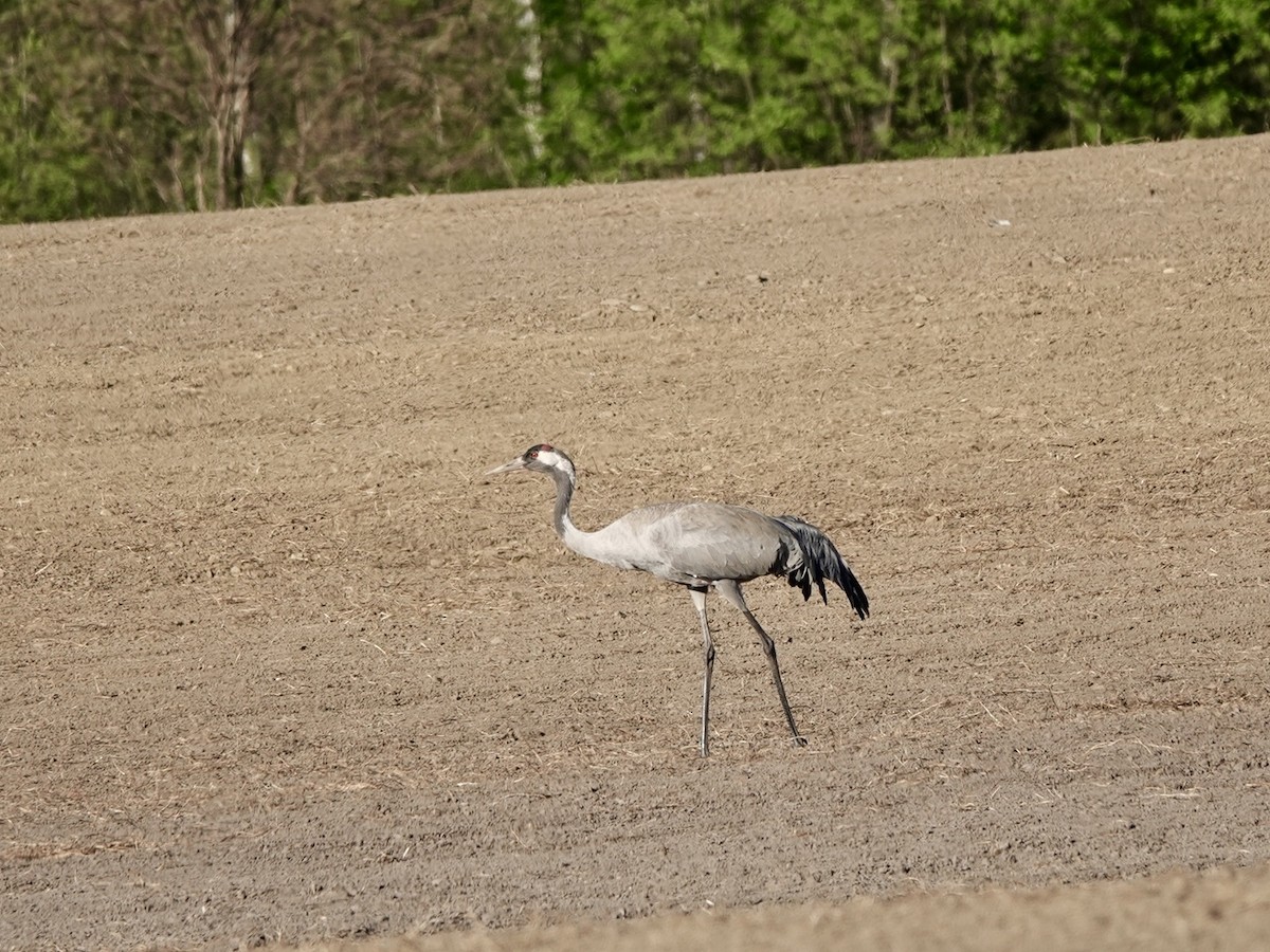 Common Crane - Andy Ryde