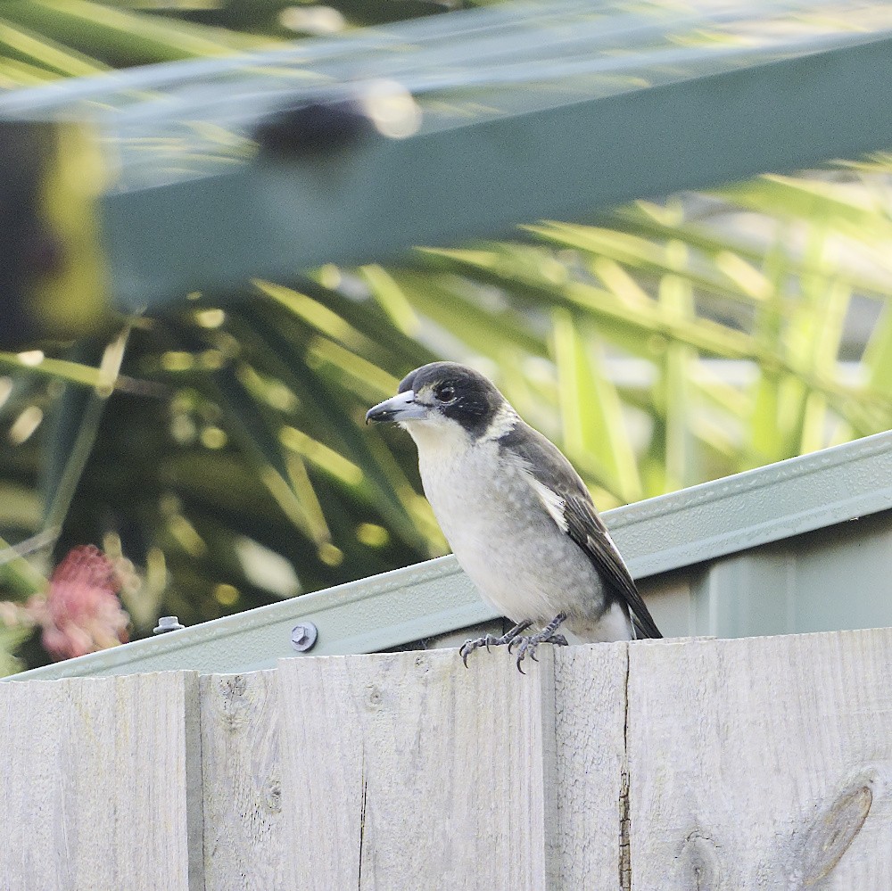 Gray Butcherbird - ML619273556