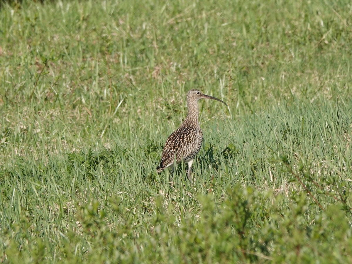 Eurasian Curlew - Andy Ryde