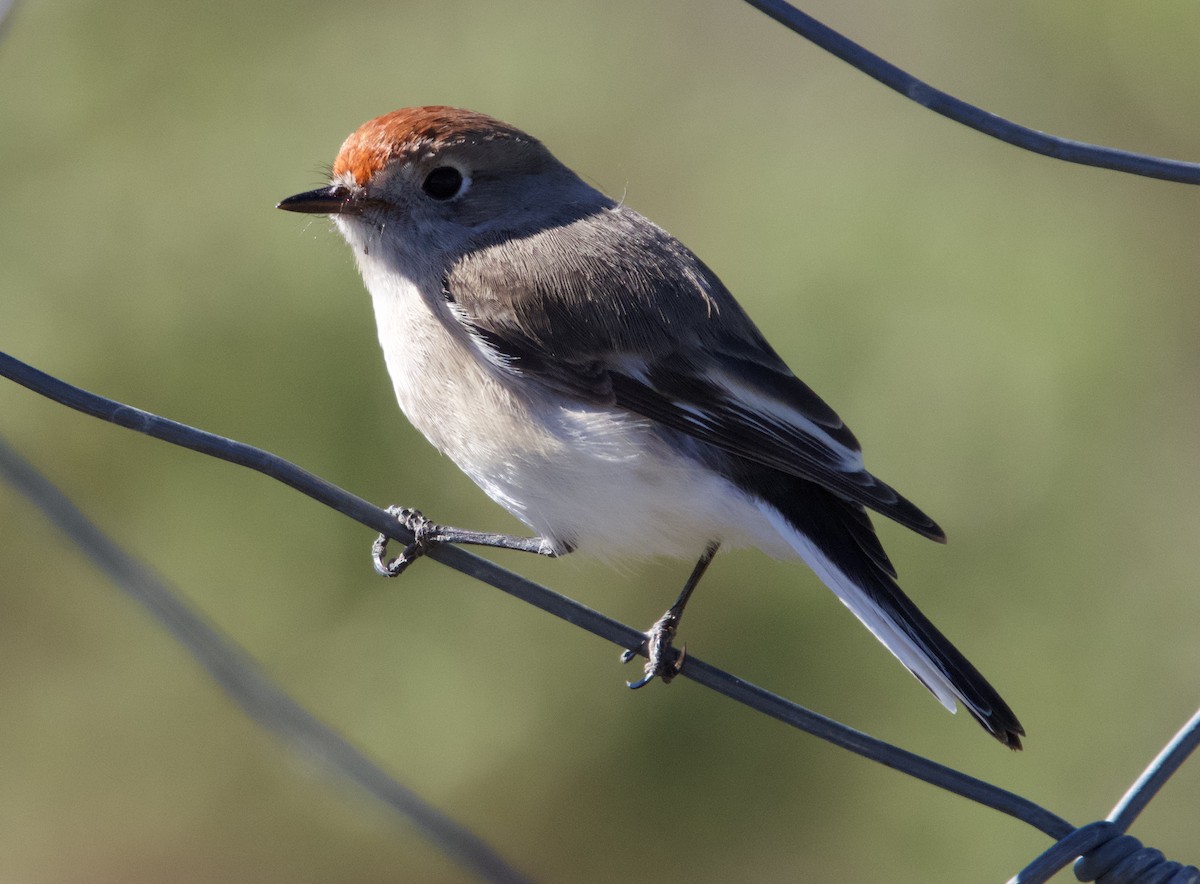 Red-capped Robin - Yvonne van Netten