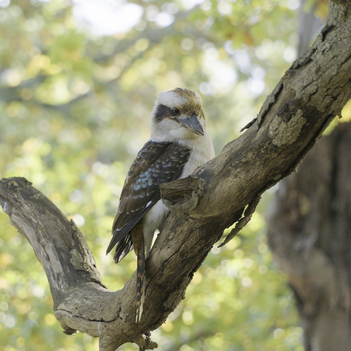 Laughing Kookaburra - ML619273595