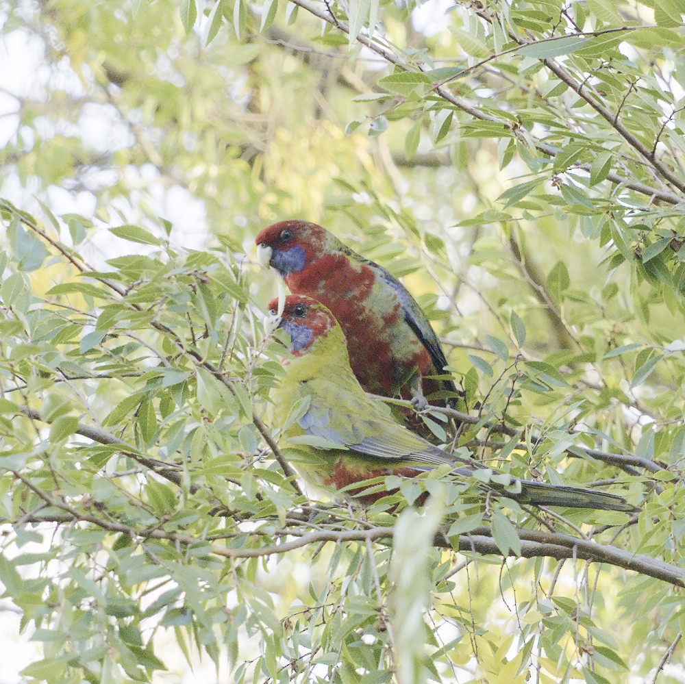 Crimson Rosella - Thomas Jaeger