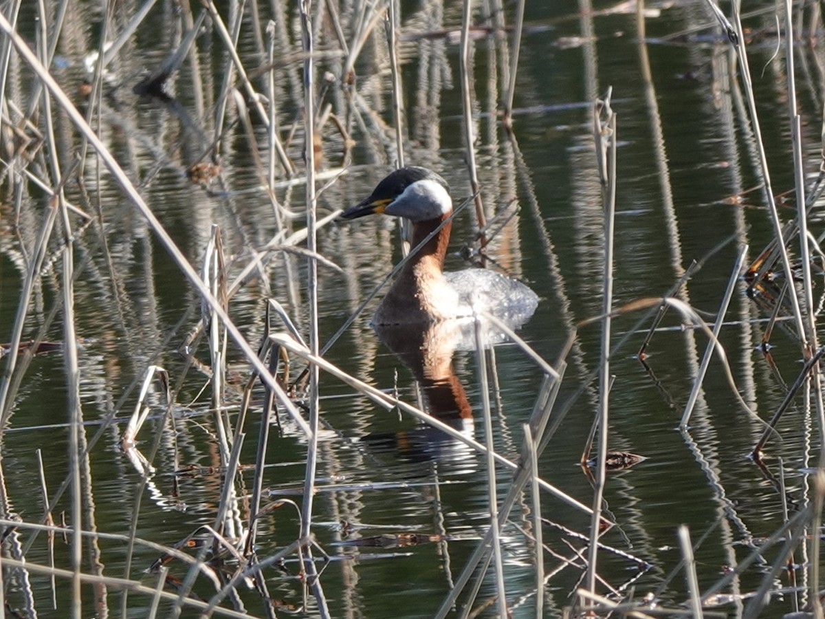 Red-necked Grebe - Andy Ryde