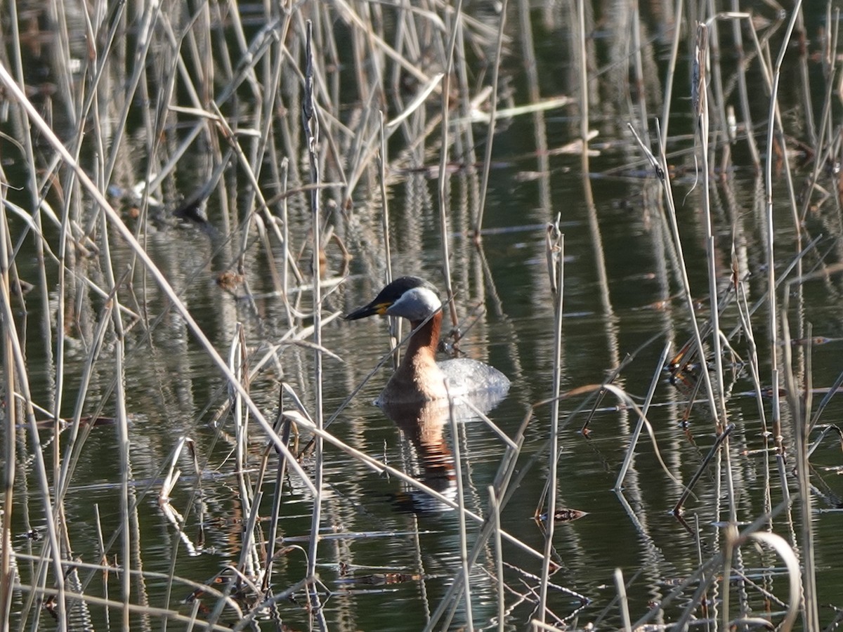 Red-necked Grebe - Andy Ryde