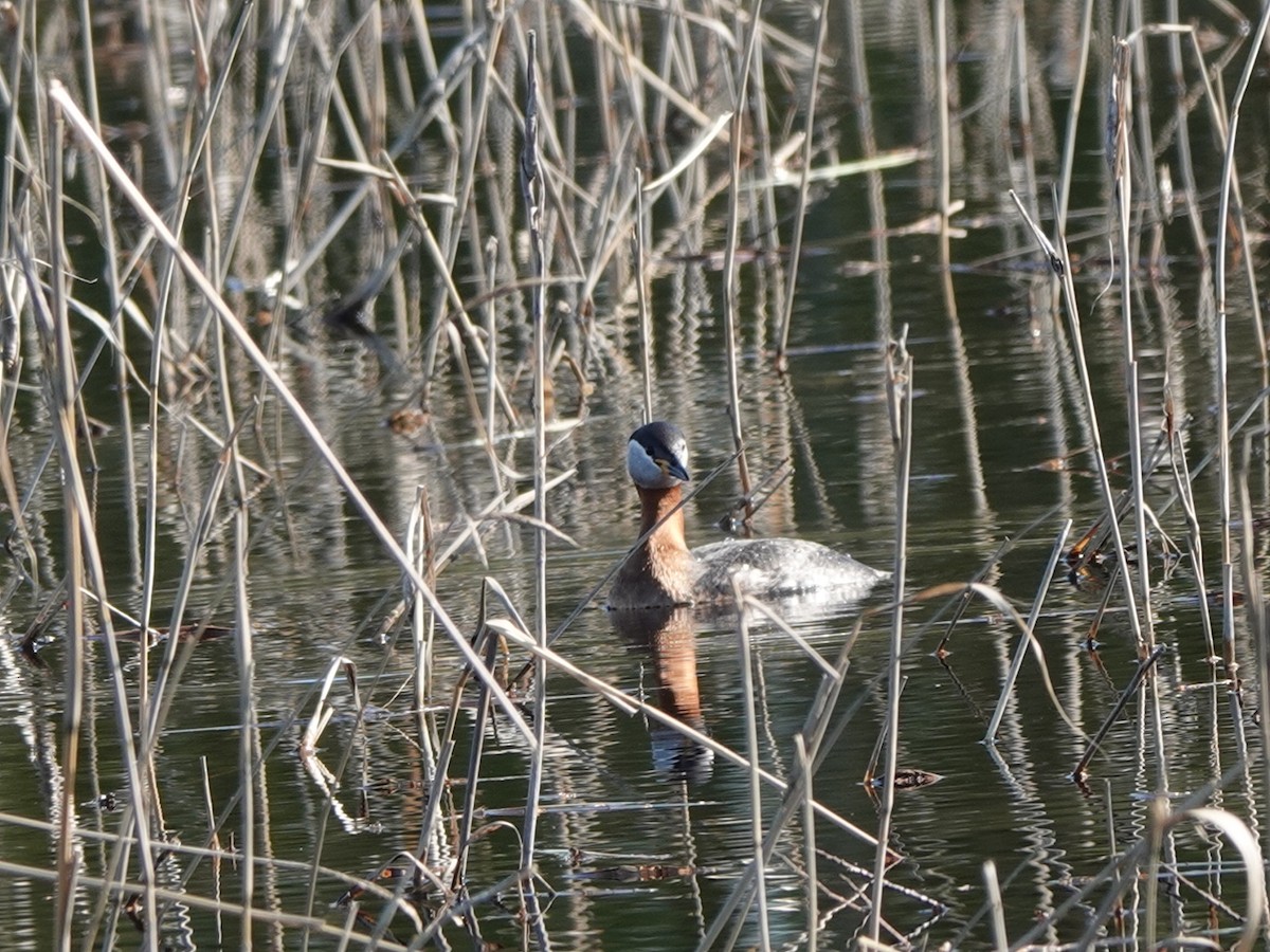 Red-necked Grebe - Andy Ryde