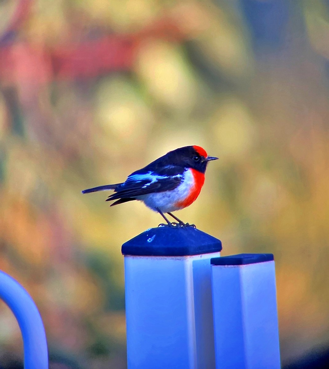 Red-capped Robin - Luke Tomlin