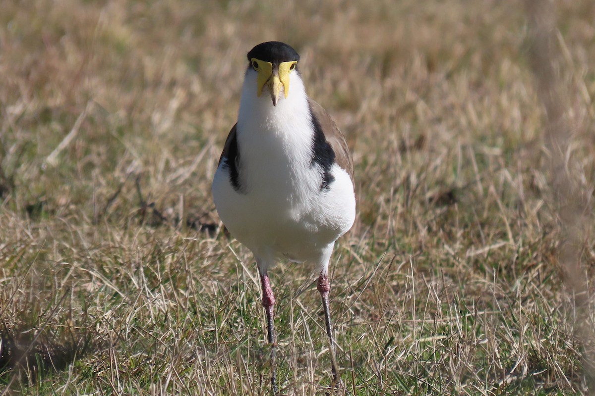 Masked Lapwing (Black-shouldered) - ML619273612