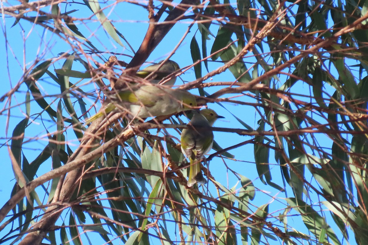 White-plumed Honeyeater - ML619273623