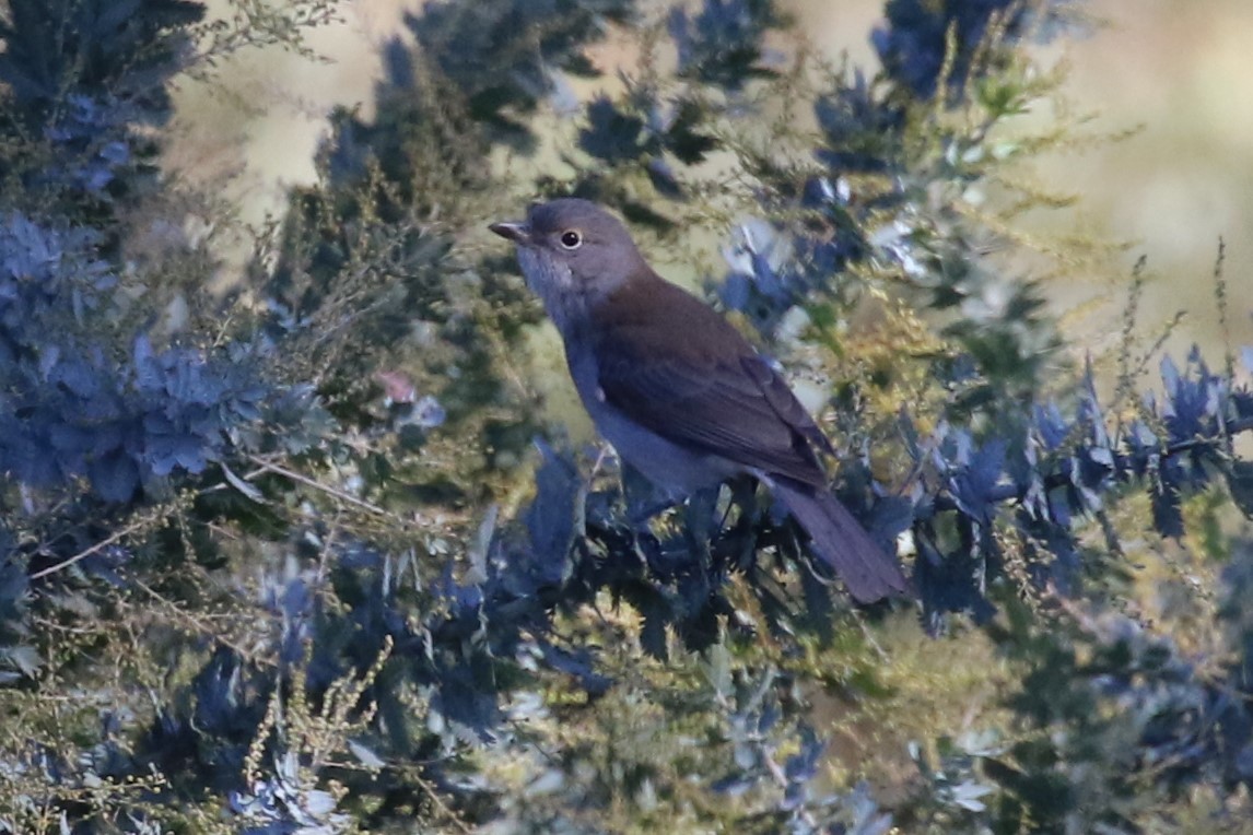 Gray Shrikethrush - ML619273632