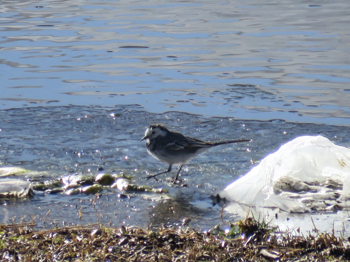 White Wagtail (White-faced) - Simon Pearce