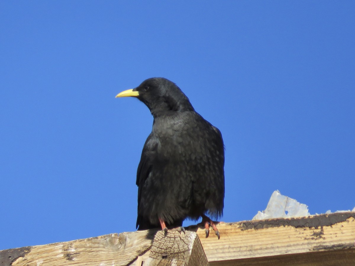 Yellow-billed Chough - Simon Pearce