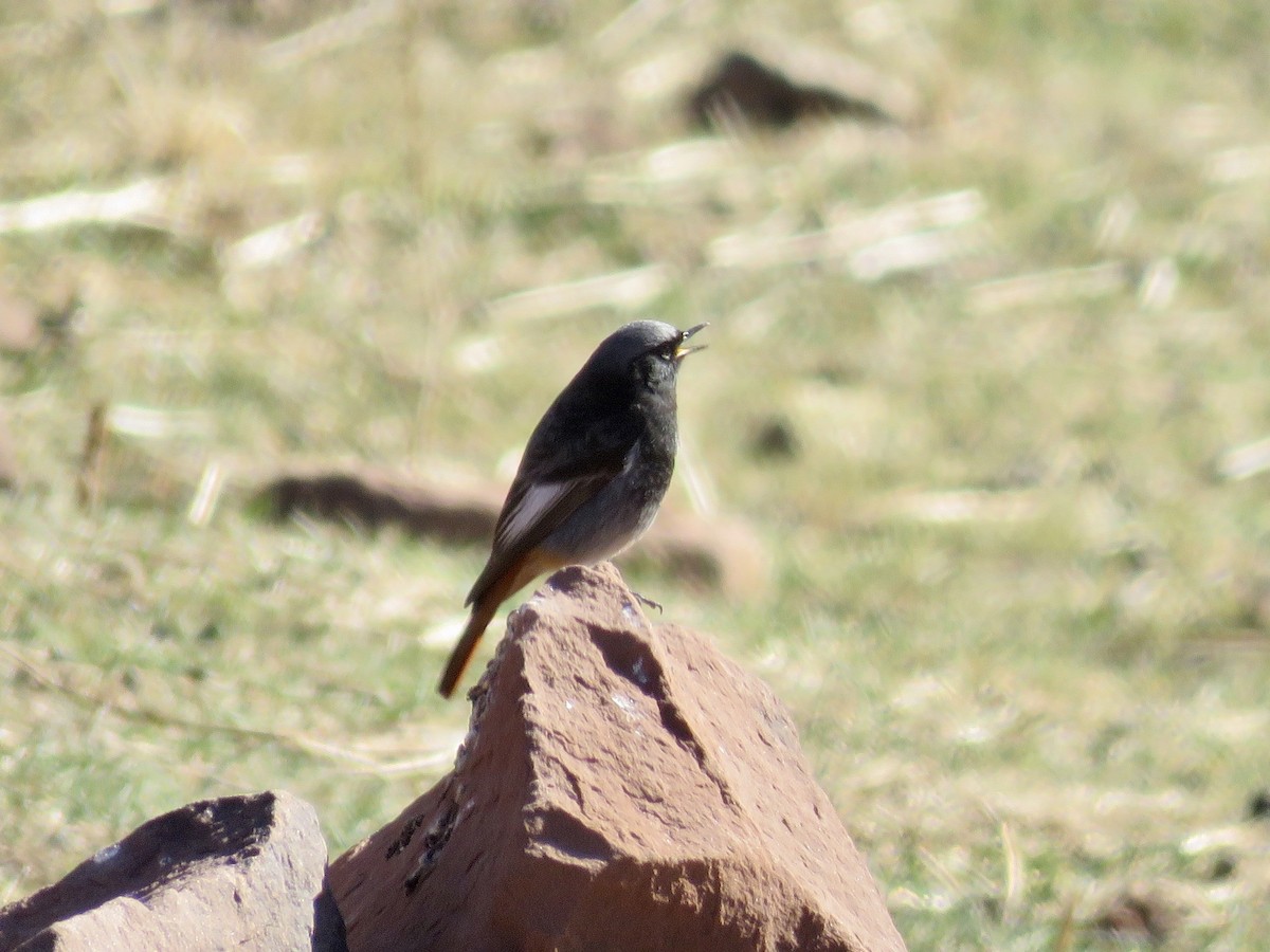 Black Redstart - Simon Pearce