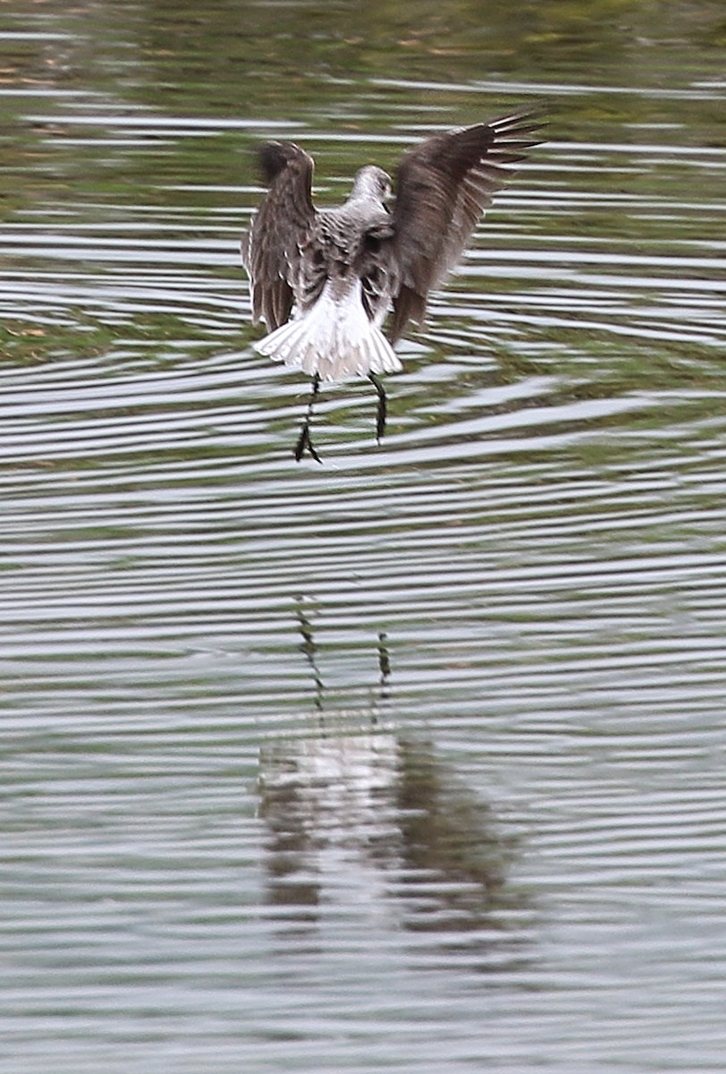 Wilson's Phalarope - ML619273650