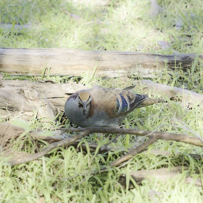 holub pestrokřídlý - ML619273651