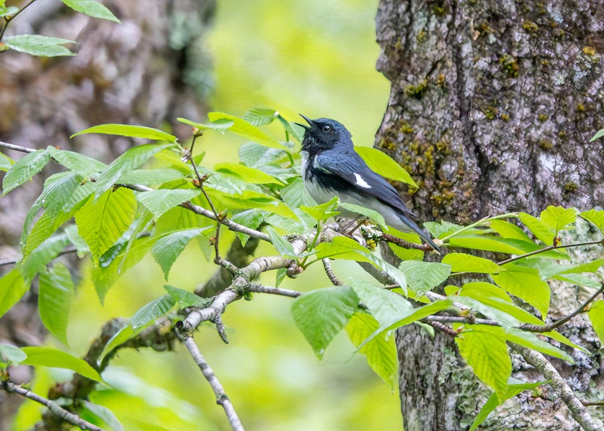 Black-throated Blue Warbler - ML619273655