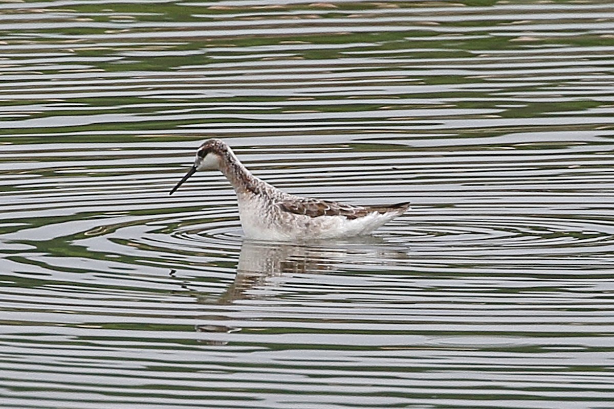 Wilson's Phalarope - Kathi Hoffman